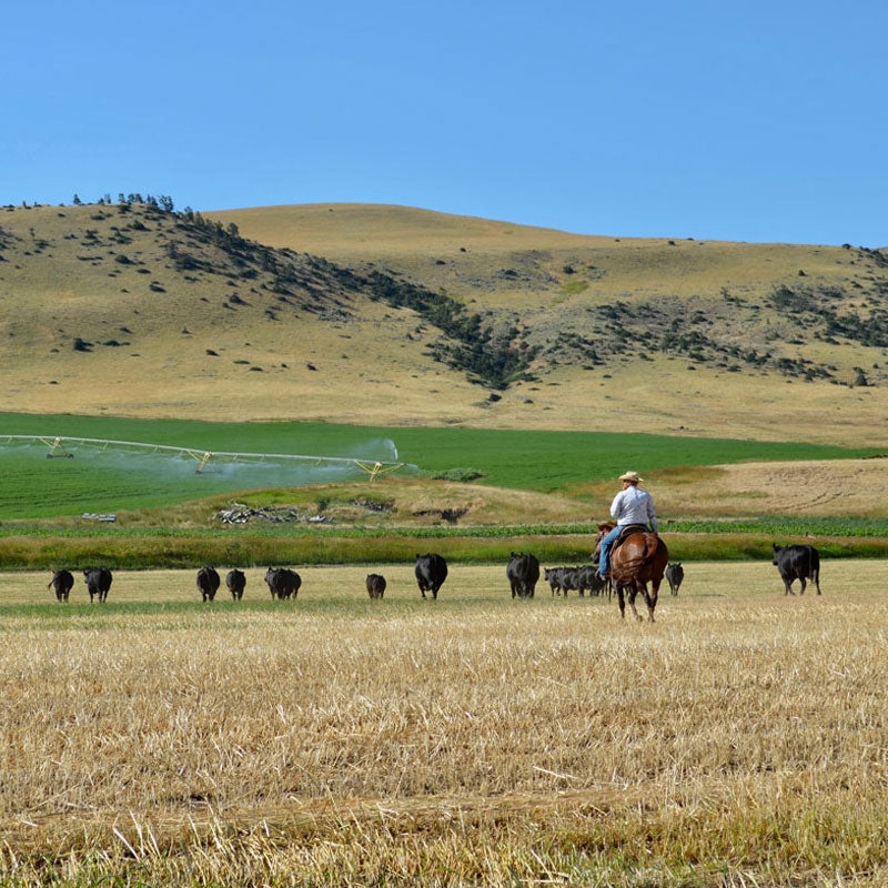 Regenerative Agriculture – healthy soil creates flavorful and nutrient dense food